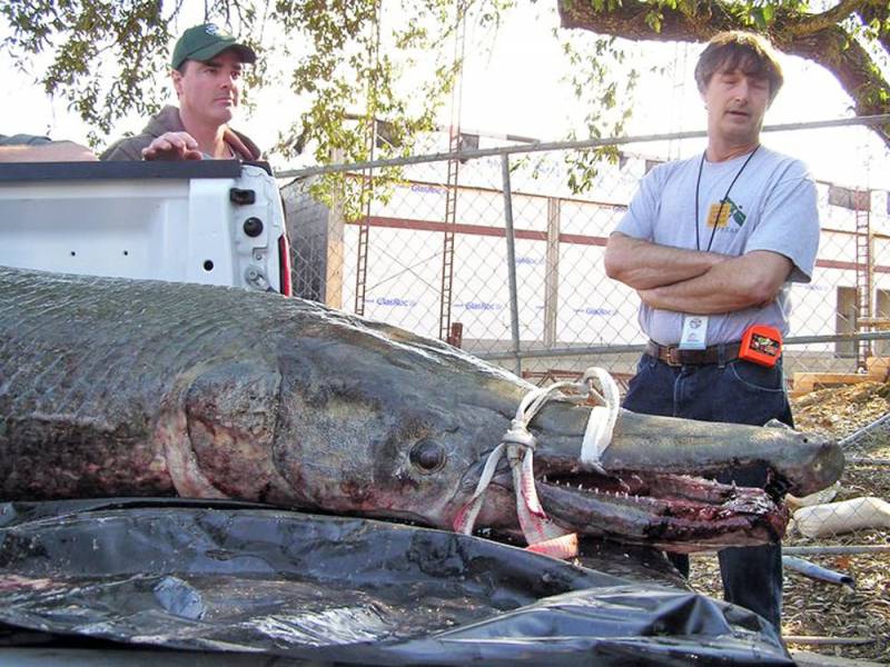 World Record Alligator Gar Pulled From Mississippi Lake Tangled in Fisherman’s Net