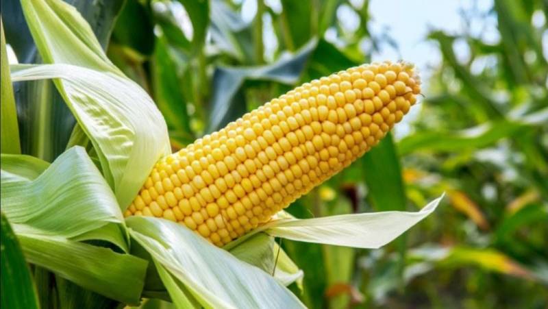 TELA Maize: Approved in Nigeria, rejected by Kenya, USA