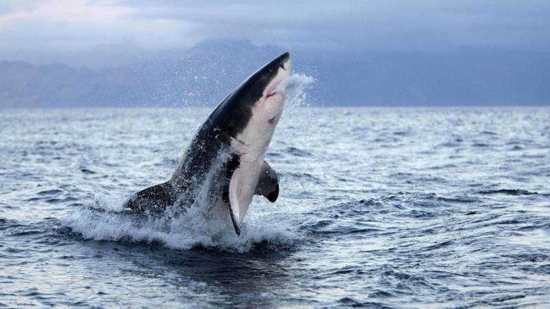 The real reason why great white sharks might bite humans