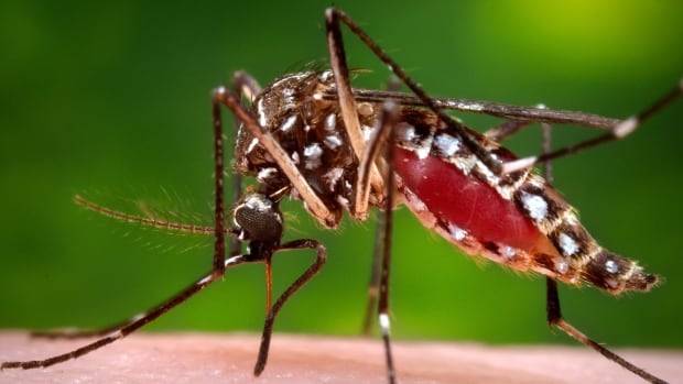 5 Things That Actually Work To Control Mosquitos, According to an Entomologist