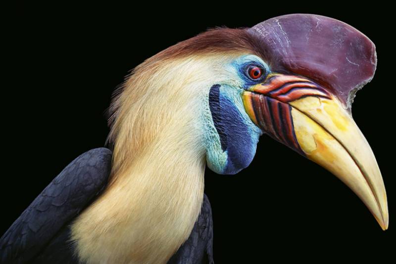 TIM FLACH’S NEW BOOK OF EXTRAORDINARY BIRD PORTRAITS