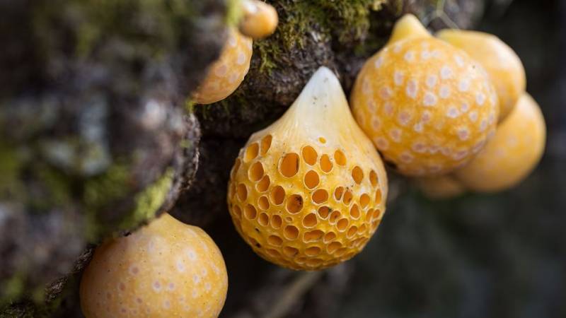 The Chilean mycologist celebrating fungi's "hidden kingdom"