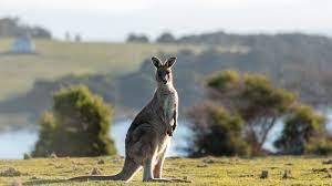 Inchconnachan: The British island where wallabies rule