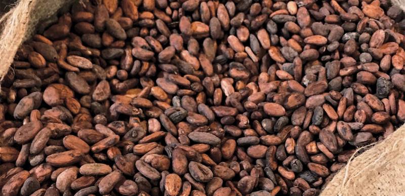 EU threatening to reject Nigeria’s cocoa, say farmers
