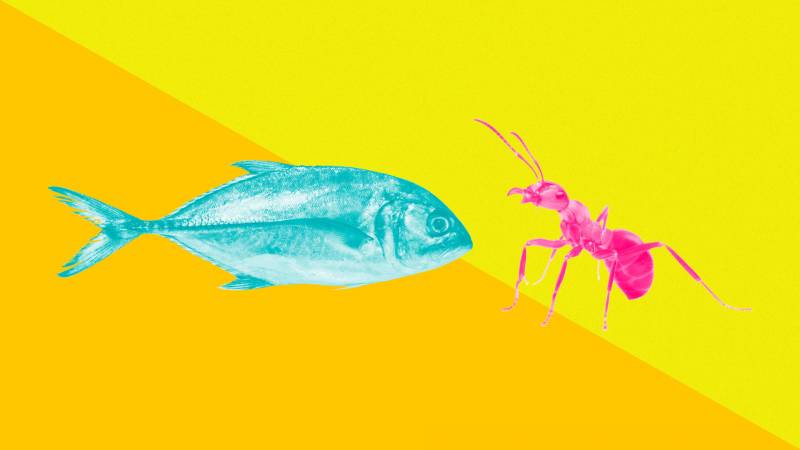 Why the Next Generation of Robots May Be Based on Ants and Fish