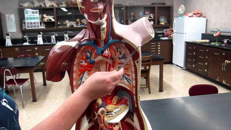 A&P I Lab | Exercise 1: Anatomical Position, Directional Terms, & Body Planes