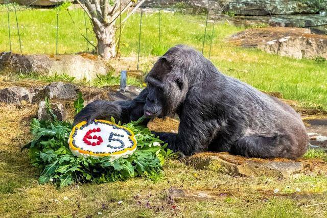 The Oldest Gorilla in the World Just Turned 65 — See How She Celebrated