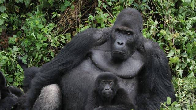 Program helps Congo families protect endangered gorillas