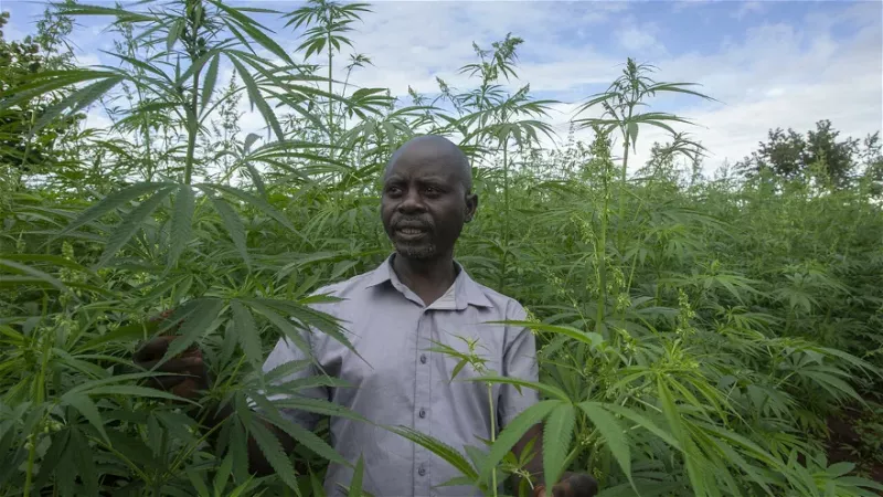 Malawi looks to cannabis for profits amid declining Tobacco demand