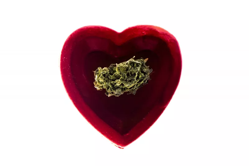 Stanford study links marijuana use to increased heart attack risk