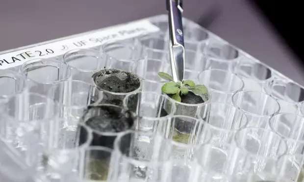 Scientists successfully grow plants in moon soil for the first time