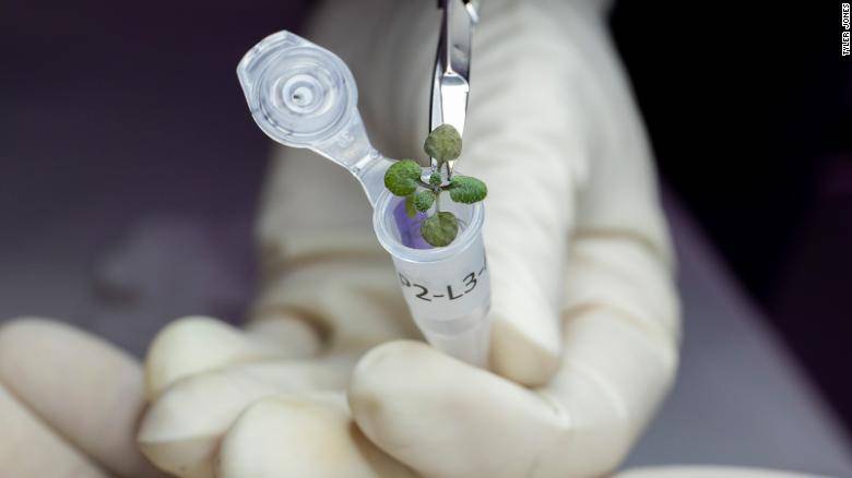 Plants have been grown in lunar soil for the 1st time ever