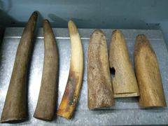 Zimbabwe seeks EU backing to sell $600M worth of ivory