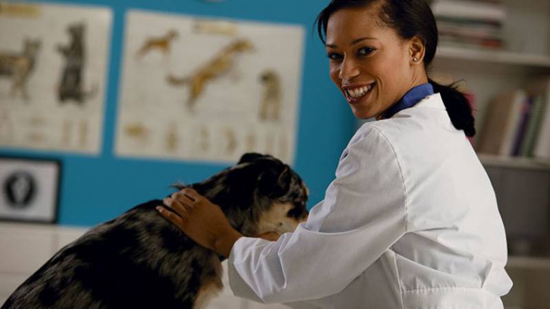 Veterinarian Answers Pet Questions From Twitter | Tech Support | WIRED