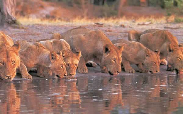 Cruzeiro Safaris Offers Guidance on Wildlife Africa Safaris to Kenya  