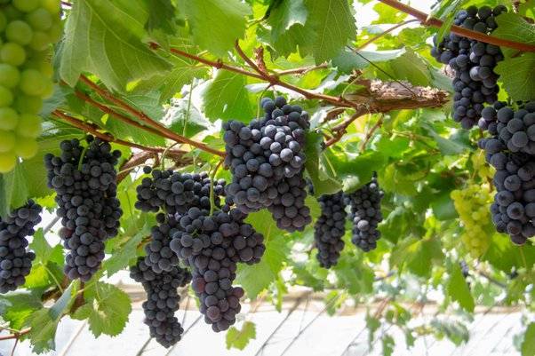 Eating Black Grapes Effectively Delays Aging and Increases Longevity (See Reasons)