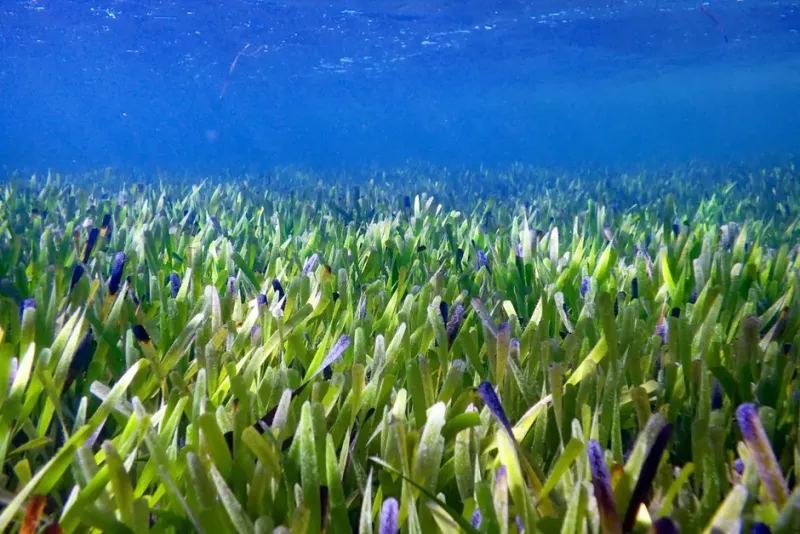 Scientists discover ‘biggest plant on Earth’ off Western Australian coast