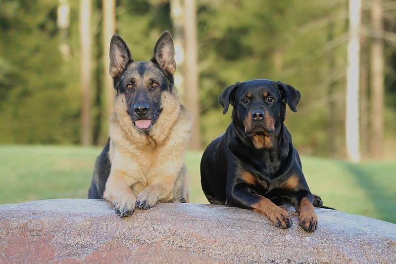 6 Reasons Why Police Uses German Shepherds And Not Rottweilers