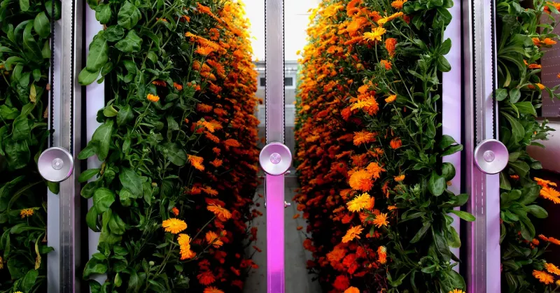 Take A Look At The Trendy, Spendy Future of Tech-Enabled Indoor Farming