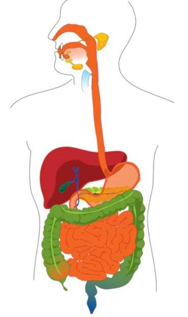  Time It Takes A Gulp Of Water To Go  From Your Lips To Your Bloodstream?(Read)