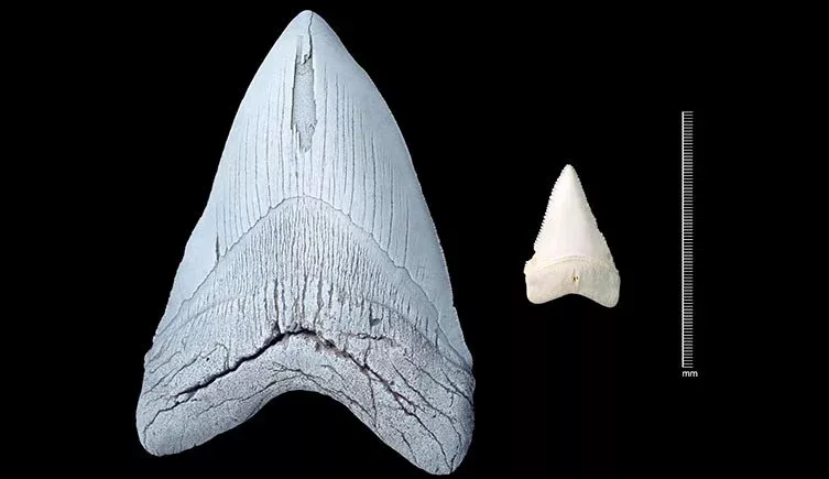 Great White Sharks May Have Driven Megalodons Into Extinction