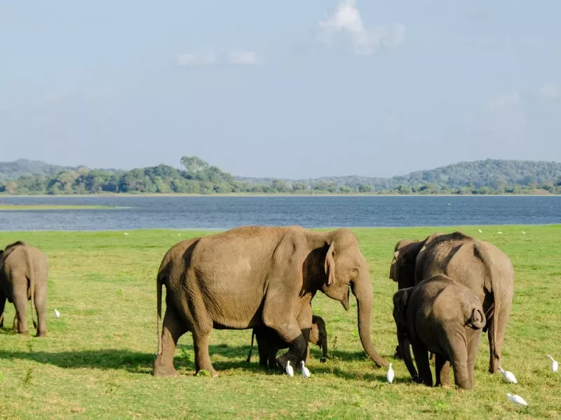 Scientists Are Using YouTube to Understand How Elephants Mourn Their Dead