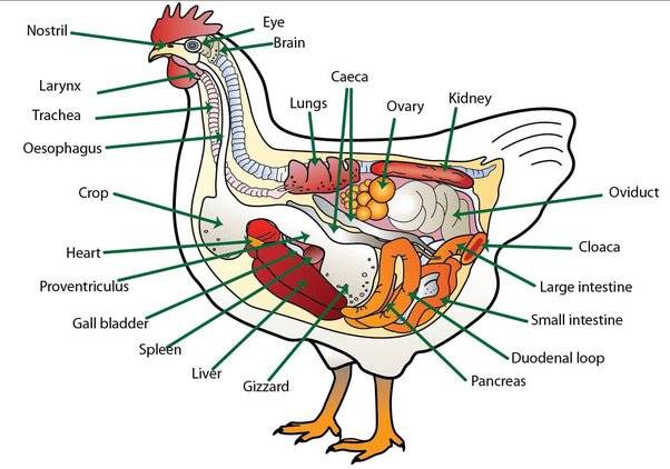 Birds Don't Chew Their Prey, Unlike Mammals(See Reasons)