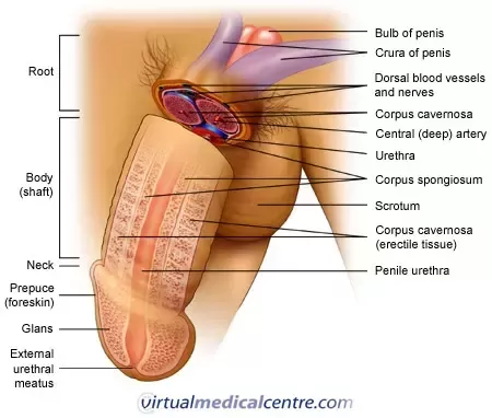 Fournier’s Gangrene: A Rare Penal Disease (Men Read)