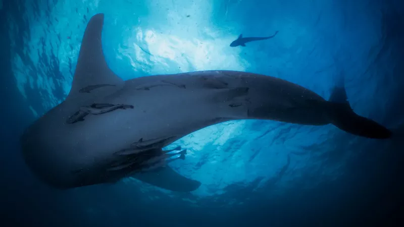 The 'Sea Gypsies' Who Live With Whale Sharks