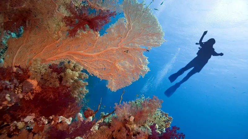 The Rise Of The Female Scuba Diver In Jordan