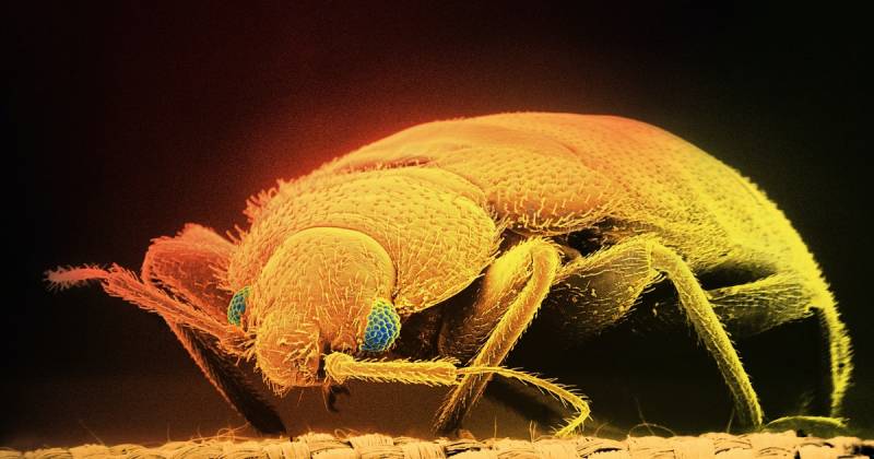 Bed Bug Infestations Can Lead To Stress And Sleep Loss — New Research