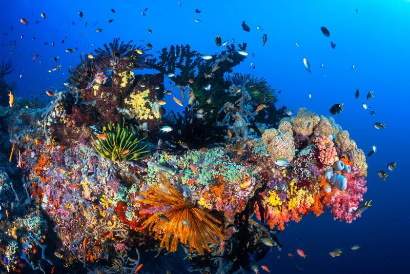 Diving Into Raja Ampat's Underwater Biodiversity