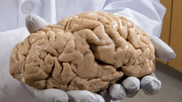 20 Mind Blowing Facts About The Human Brain