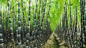 Some Facts On Sugar Cane Sugar