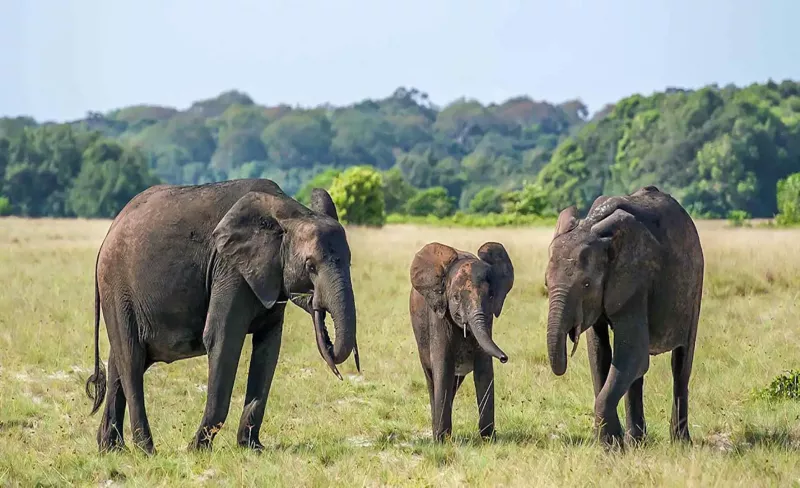 Lopé: Gabon's National Park Teeming With Rainforest & Elephants