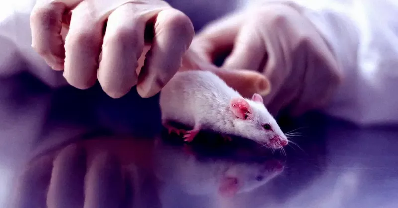 SCIENTISTS ELIMINATE CHRONIC PAIN IN MICE AND PRIMATES USING GENE THERAPY