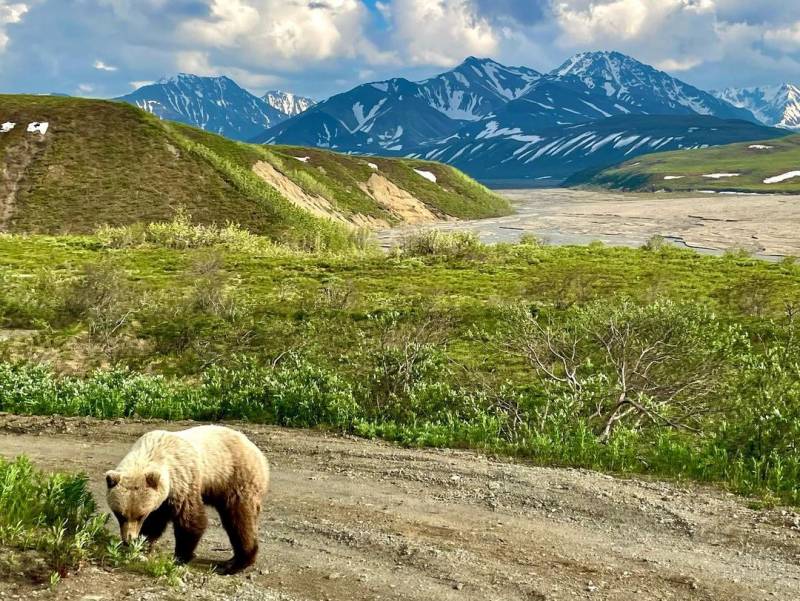 Alaska's Gigantic Grizzly Bears | Giant Grizzlies | Real Wild