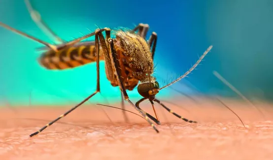 Genetic discovery spells the end for disease-carrying mosquitoes