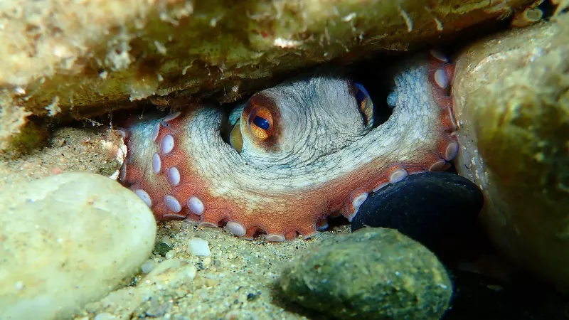 The mysterious inner life of the octopus