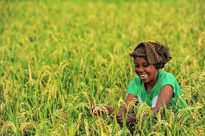 Lagos Empowers 500 Rice Farmers