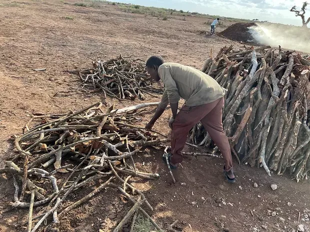 Inside Somalia’s vicious cycle of deforestation for charcoal