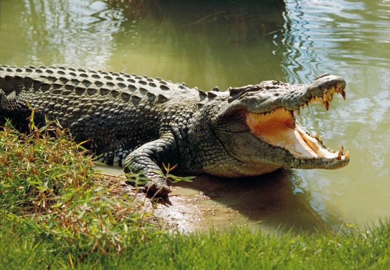 What Is The Lifespan Of A Crocodile?