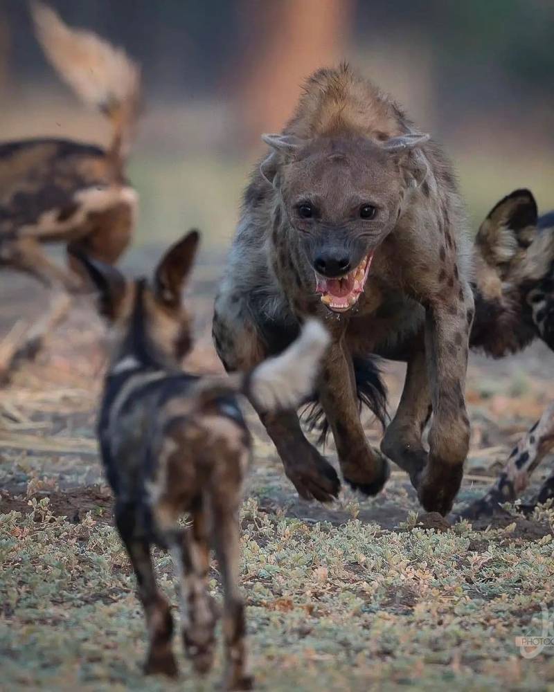 Feeding Hyenas (The WORST Way Possible)