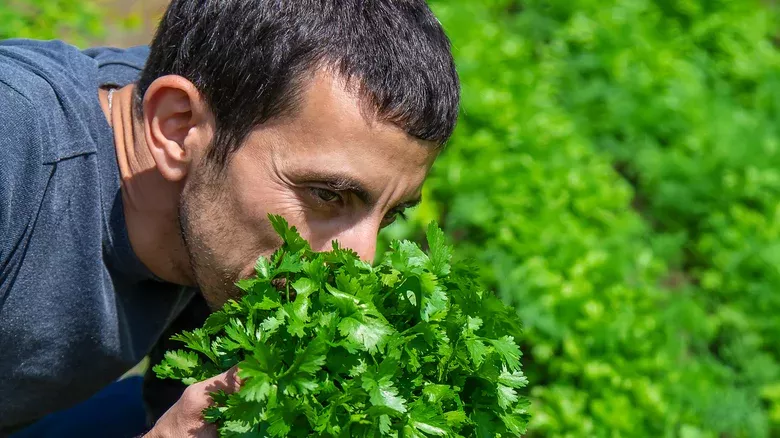 Unexpected Cilantro Health Benefits