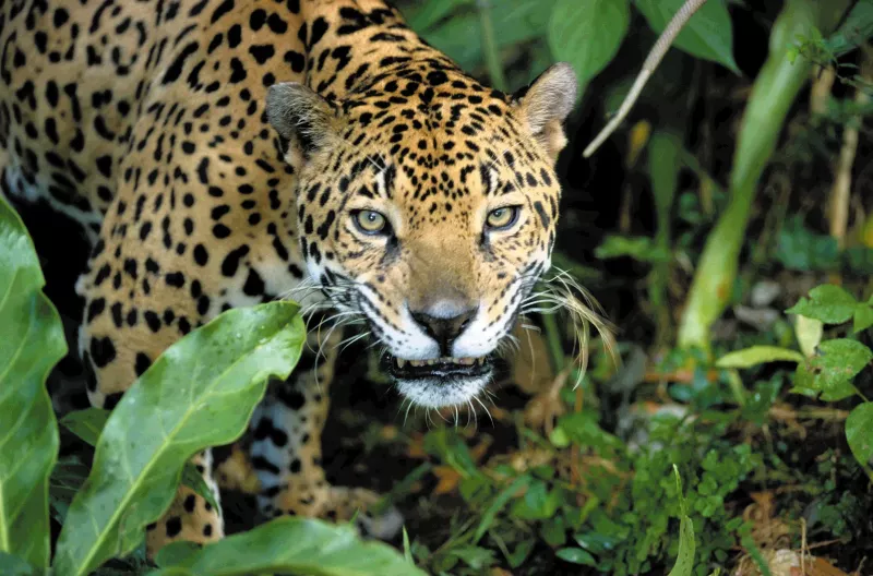 Mum and daughter miraculously rescued after three days in jaguar-infested jungle