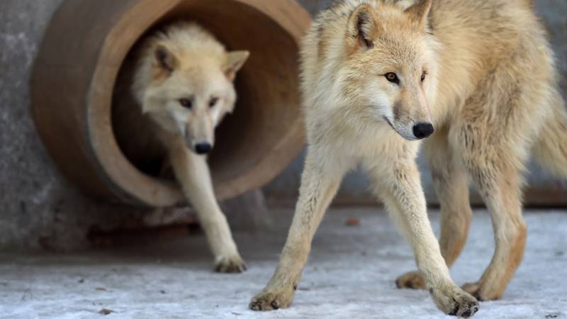 Chinese researchers clone an Arctic wolf in ‘landmark’ conservation project