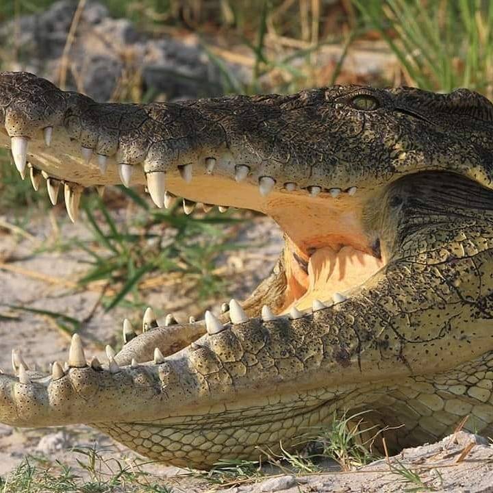 Namibia’s Chobe River: The Deadly Crocodile Capital 