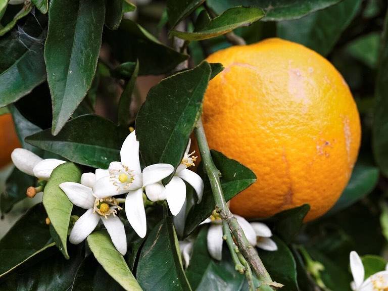 The hidden cost of orange juice | DW Documentary