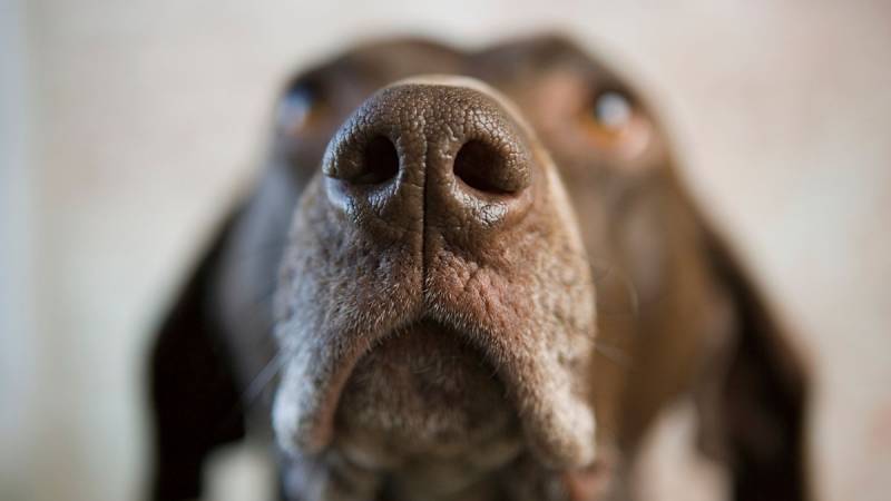 Dogs are able to smell when a person is feeling stressed - New Study 