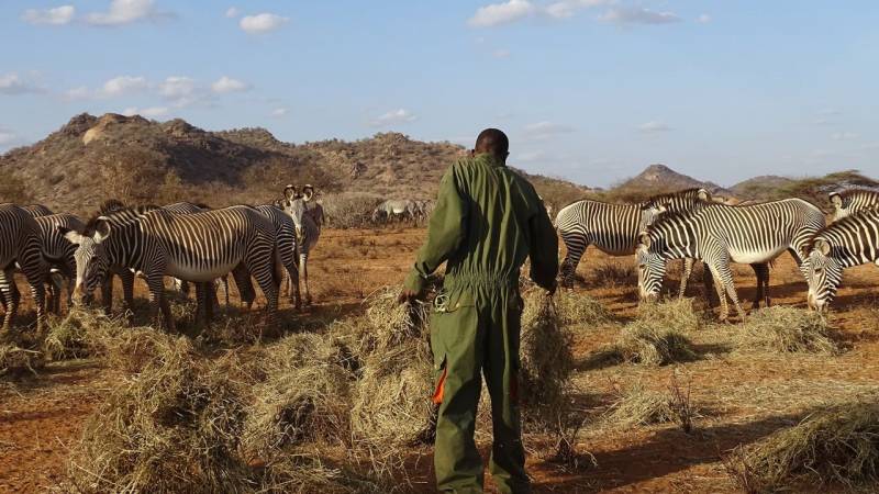 2% of the world’s rarest zebras wiped out in Kenya’s relentless drought